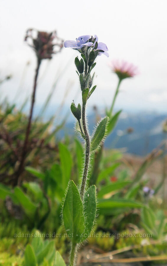 alpine speedwell (Veronica wormskjoldii) [Skyline Trail, Mt. Rainier National Park, Pierce County, Washington]