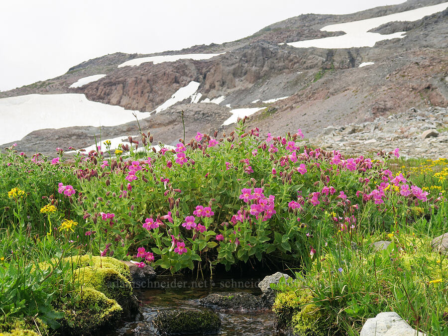 Lewis' monkeyflower & arrow-leaf groundsel (Erythranthe lewisii (Mimulus lewisii), Senecio triangularis) [Skyline Trail, Mt. Rainier National Park, Pierce County, Washington]