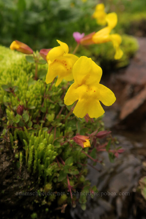 subalpine monkeyflower (Erythranthe caespitosa (Mimulus caespitosus)) [Skyline Trail, Mt. Rainier National Park, Pierce County, Washington]
