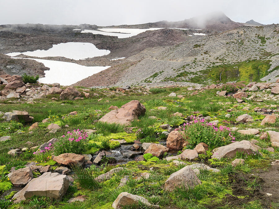 alpine/subalpine wildflowers (Erythranthe lewisii (Mimulus lewisii), Erythranthe caespitosa (Mimulus caespitosus), Epilobium anagallidifolium (Epilobium alpinum), Petasites frigidus var. frigidus) [Skyline Trail, Mt. Rainier National Park, Pierce County, Washington]