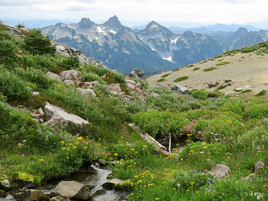 wildflowers & the Tatoosh Range (Senecio triangularis, Erythranthe lewisii (Mimulus lewisii), Erigeron glacialis var. glacialis, Lupinus latifolius) [Skyline Trail, Mt. Rainier National Park, Pierce County, Washington]