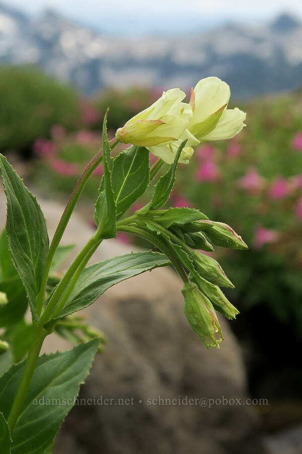 yellow willow-herb (Epilobium luteum) [Skyline Trail, Mt. Rainier National Park, Pierce County, Washington]