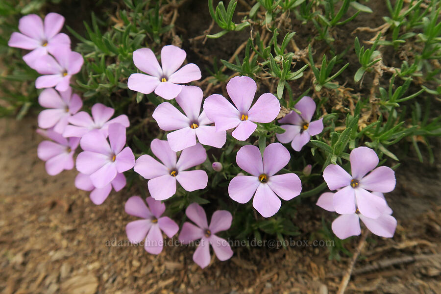 spreading phlox (Phlox diffusa) [Skyline Trail, Mt. Rainier National Park, Pierce County, Washington]