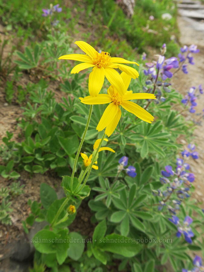 mountain arnica (Arnica latifolia) [Skyline Trail, Mt. Rainier National Park, Pierce County, Washington]