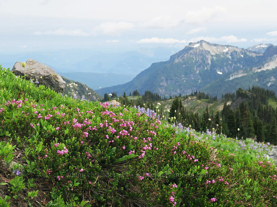 wildflowers (Phyllodoce empetriformis, Lupinus latifolius, Valeriana sitchensis, Bistorta bistortoides (Polygonum bistortoides)) [Skyline Trail, Mt. Rainier National Park, Pierce County, Washington]