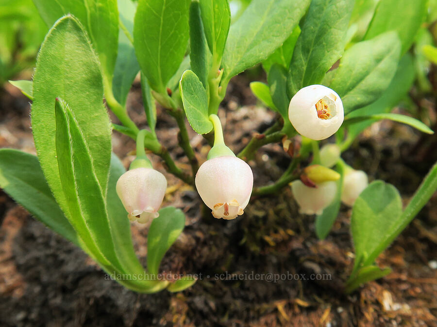 Cascades blueberry/bilberry flowers (Vaccinium deliciosum) [Skyline Trail, Mt. Rainier National Park, Pierce County, Washington]