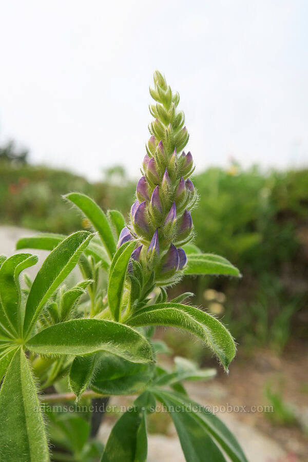 subalpine lupine, budding (Lupinus arcticus ssp. subalpinus (Lupinus latifolius ssp. subalpinus)) [Skyline Trail, Mt. Rainier National Park, Pierce County, Washington]