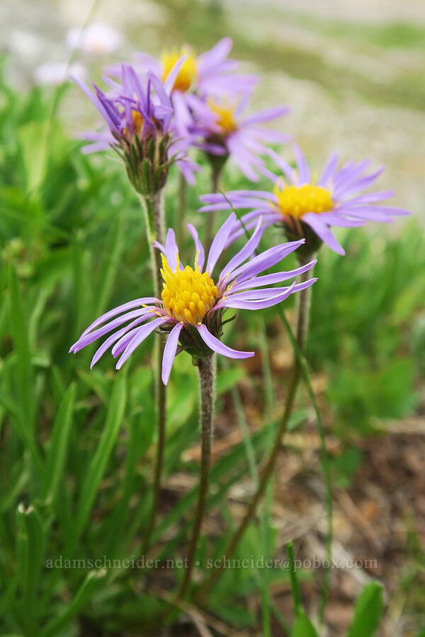 tundra asters (Oreostemma alpigenum var. alpigenum (Aster alpigenus)) [Skyline Trail, Mt. Rainier National Park, Pierce County, Washington]