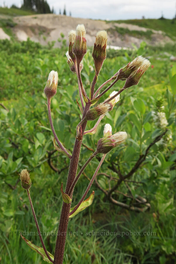 alpine colt's-foot (Petasites frigidus var. frigidus) [Skyline Trail, Mt. Rainier National Park, Pierce County, Washington]