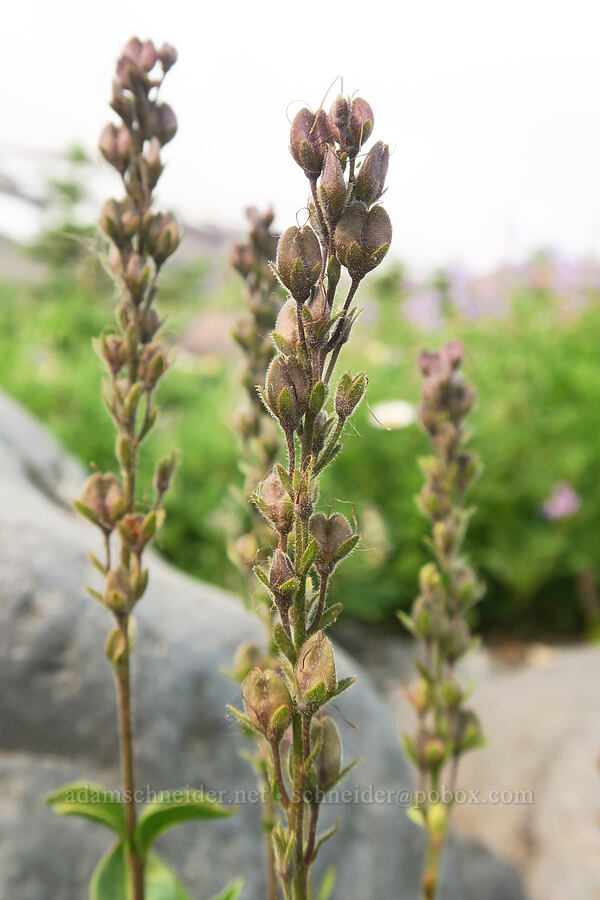 Cusick's speedwell, going to seed (Veronica cusickii) [Skyline Trail, Mt. Rainier National Park, Pierce County, Washington]
