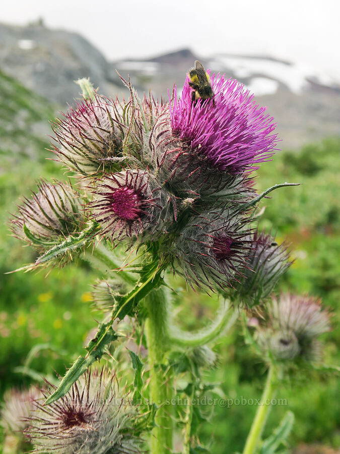 edible thistle (and a bumblebee) (Cirsium edule, Bombus sp.) [Skyline Trail, Mt. Rainier National Park, Pierce County, Washington]