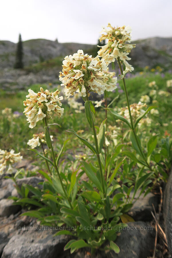 yellow penstemon (Penstemon confertus) [Skyline Trail, Mt. Rainier National Park, Pierce County, Washington]