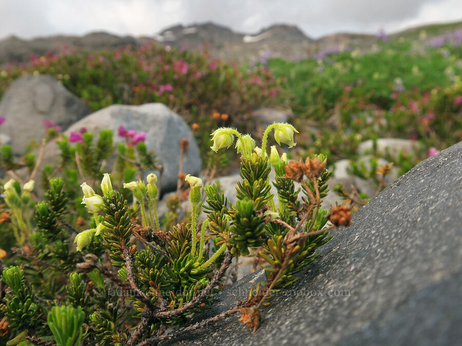 yellow mountain heather (Phyllodoce glanduliflora) [Skyline Trail, Mt. Rainier National Park, Pierce County, Washington]