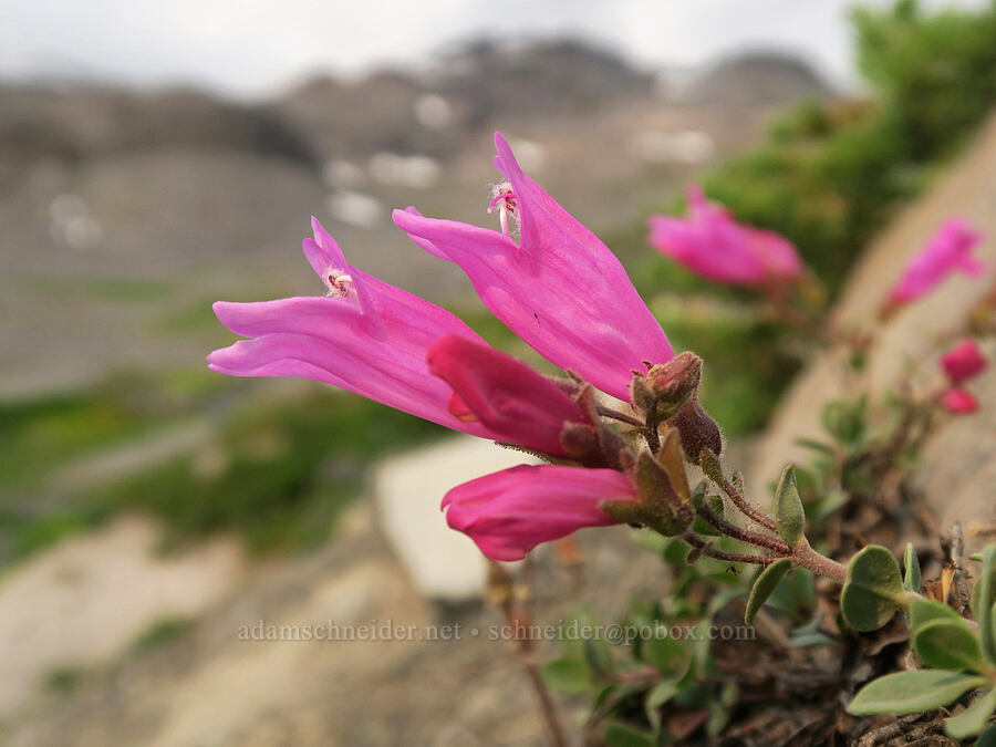 cliff penstemon (Penstemon rupicola) [Skyline Trail, Mt. Rainier National Park, Pierce County, Washington]