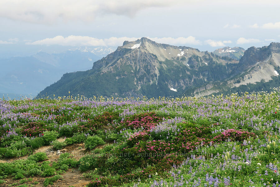 Stevens Peak & wildflowers (Lupinus latifolius, Phyllodoce empetriformis, Anemone occidentalis (Pulsatilla occidentalis), Bistorta bistortoides (Polygonum bistortoides)) [Skyline Trail, Mt. Rainier National Park, Pierce County, Washington]