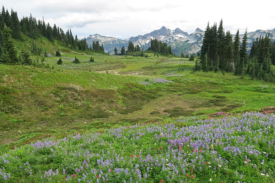 wildflowers (Lupinus latifolius, Anemone occidentalis (Pulsatilla occidentalis), Phyllodoce empetriformis, Cassiope mertensiana) [Skyline Trail, Mt. Rainier National Park, Pierce County, Washington]