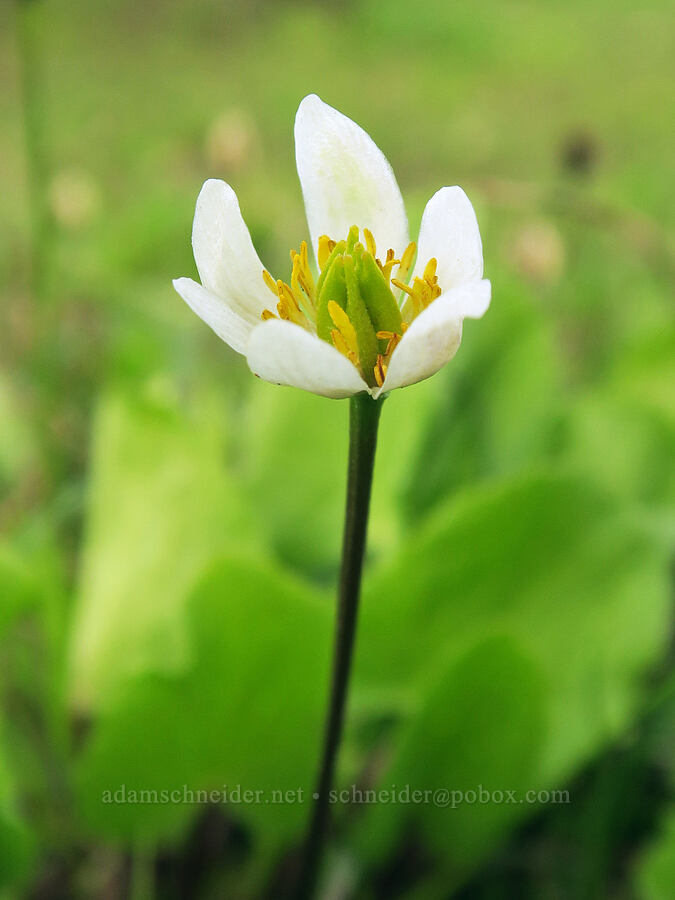 white marsh-marigold (Caltha leptosepala var. leptosepala) [Skyline Trail, Mt. Rainier National Park, Pierce County, Washington]