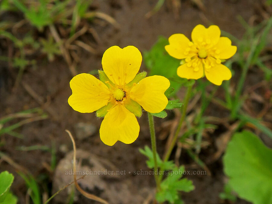 cinquefoil with 4 petals (Potentilla flabellifolia) [Skyline Trail, Mt. Rainier National Park, Pierce County, Washington]