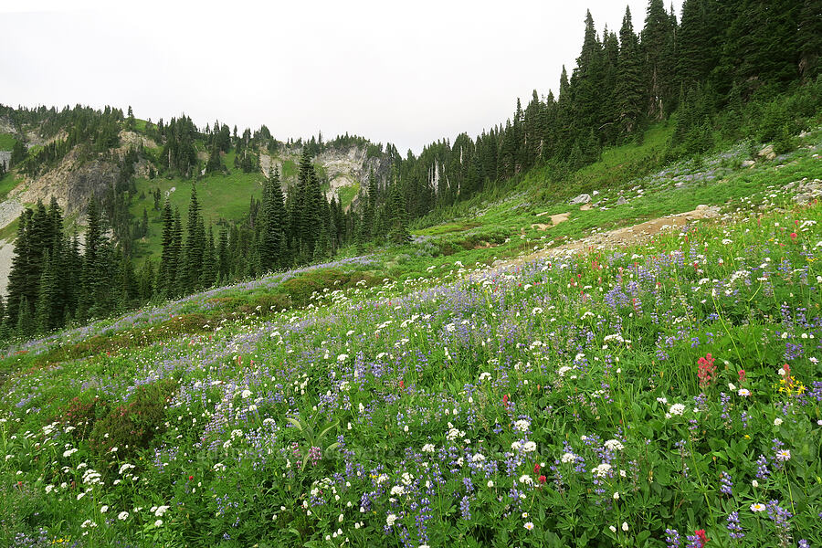 wildflowers [Skyline Trail, Mt. Rainier National Park, Pierce County, Washington]