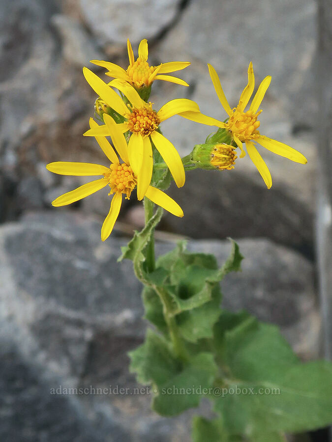 arrow-leaf groundsel with unusually non-toothy leaves (Senecio triangularis) [Skyline Trail, Mt. Rainier National Park, Pierce County, Washington]