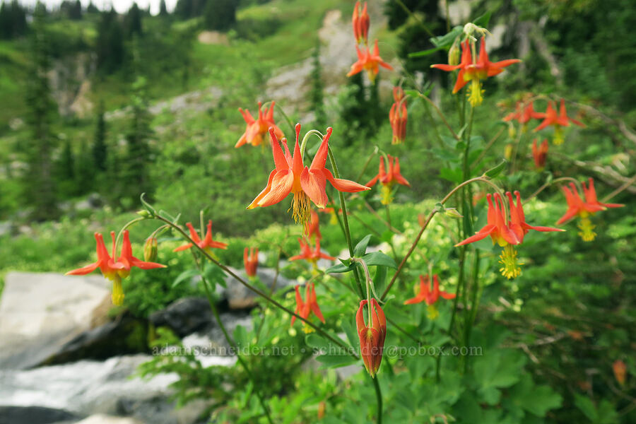 western columbine (Aquilegia formosa) [Skyline Trail, Mt. Rainier National Park, Pierce County, Washington]