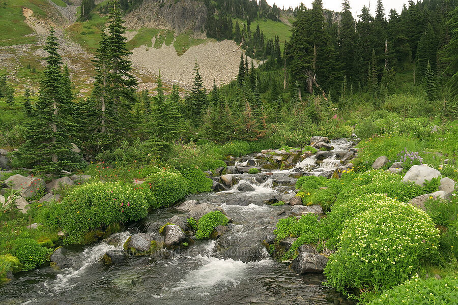 wildflowers [Skyline Trail, Mt. Rainier National Park, Pierce County, Washington]