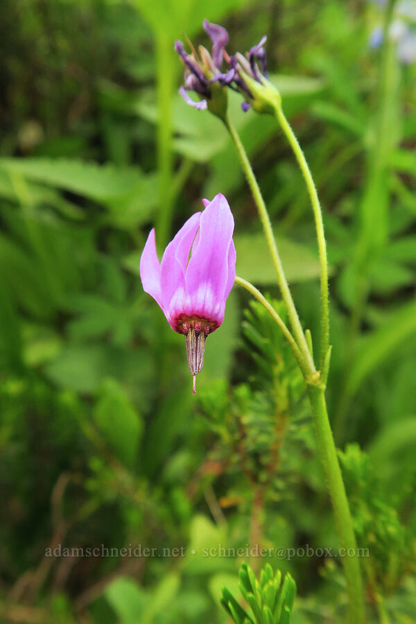 tall mountain shooting star (Dodecatheon jeffreyi (Primula jeffreyi)) [Skyline Trail, Mt. Rainier National Park, Pierce County, Washington]