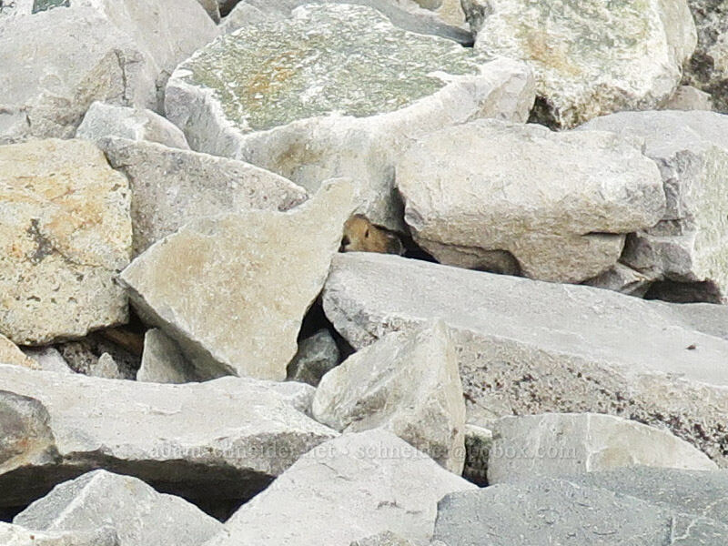 shy pika (Ochotona princeps fenisex) [Skyline Trail, Mt. Rainier National Park, Pierce County, Washington]