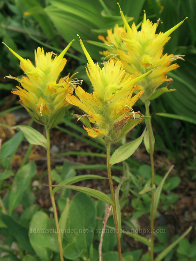 yellow paintbrush (Castilleja miniata) [Skyline Trail, Mt. Rainier National Park, Pierce County, Washington]