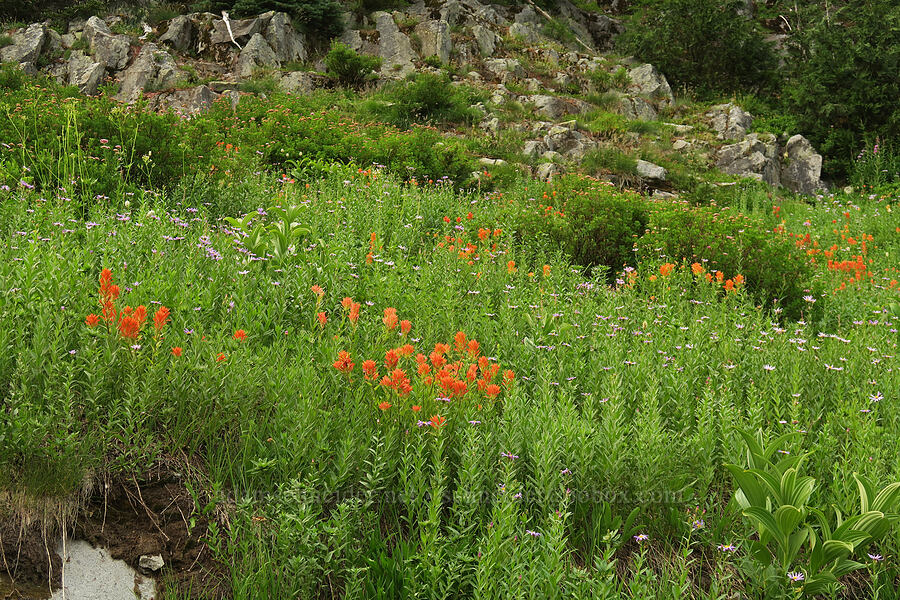 scarlet paintbrush & Cascade asters (Doellingeria ledophylla (Eucephalus ledophyllus) (Aster ledophyllus)) [Skyline Trail, Mt. Rainier National Park, Pierce County, Washington]