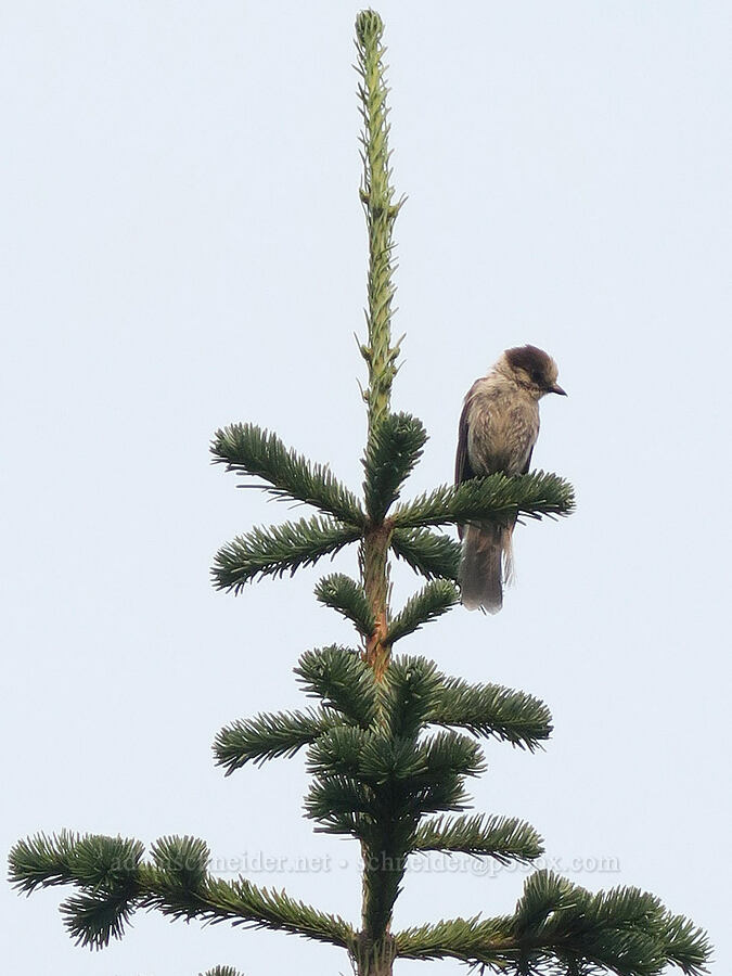 gray jay (Perisoreus canadensis) [Skyline Trail, Mt. Rainier National Park, Pierce County, Washington]