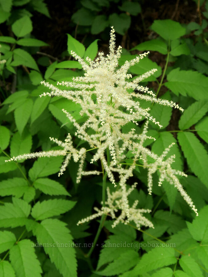 goat's-beard (Aruncus dioicus (Aruncus sylvester)) [Narada Falls Trail, Mt. Rainier National Park, Lewis County, Washington]