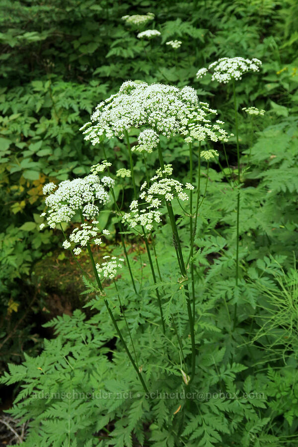 Canby's lovage (Ligusticum canbyi) [Narada Falls Trail, Mt. Rainier National Park, Lewis County, Washington]