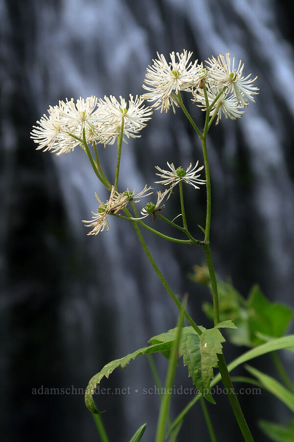 false bugbane (Trautvetteria caroliniensis) [Narada Falls Trail, Mt. Rainier National Park, Lewis County, Washington]