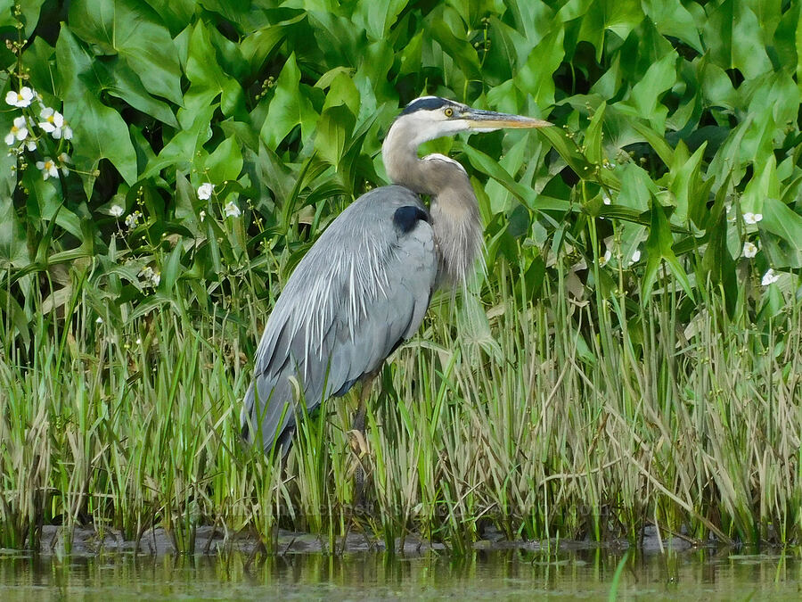 great blue heron (Ardea herodias) [Scappoose Bay, Columbia County, Oregon]