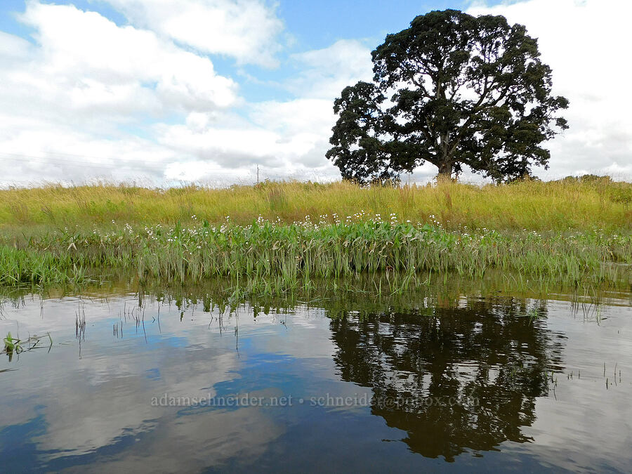 oak tree & wapato (Quercus sp., Sagittaria latifolia) [Scappoose Bay, Columbia County, Oregon]