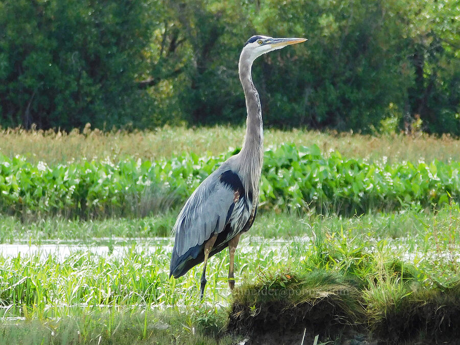 great blue heron (Ardea herodias) [Scappoose Bay, Columbia County, Oregon]