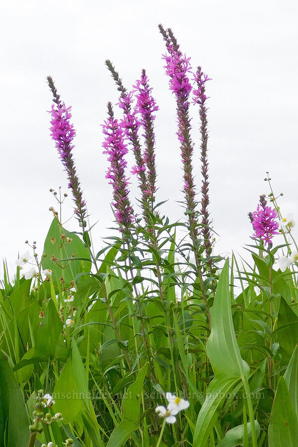 purple loosestrife (and wapato) (Lythrum salicaria, Sagittaria latifolia) [Scappoose Bay, Columbia County, Oregon]