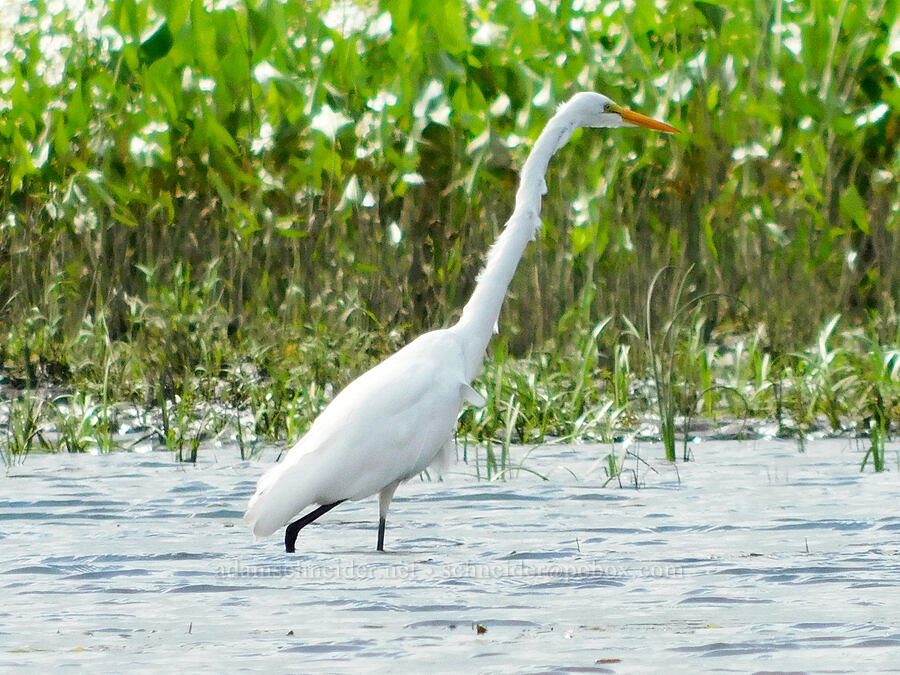 great egret (Ardea alba) [Scappoose Bay, Columbia County, Oregon]