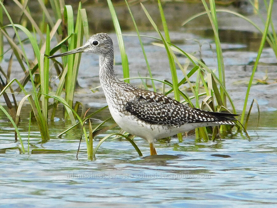 greater yellow-legs (Tringa melanoleuca) [Scappoose Bay, Columbia County, Oregon]