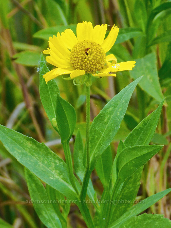 common sneezeweed (Helenium autumnale) [Scappoose Bay, Columbia County, Oregon]