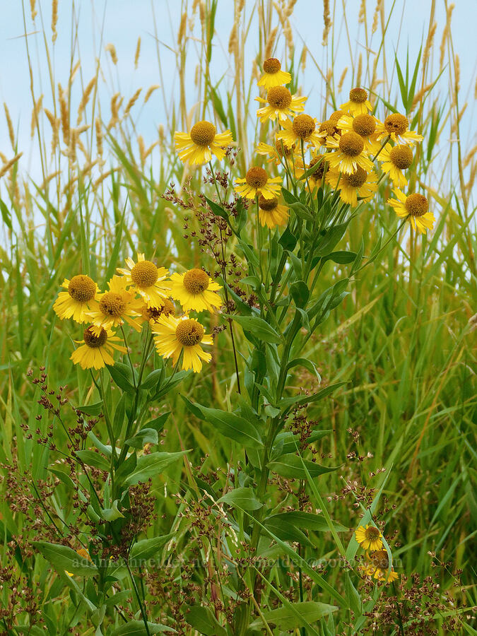 common sneezeweed (Helenium autumnale) [Scappoose Bay, Columbia County, Oregon]