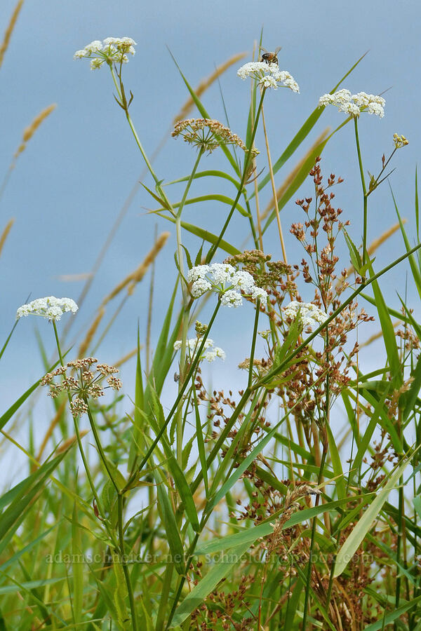 water parsnip (Sium suave) [Scappoose Bay, Columbia County, Oregon]