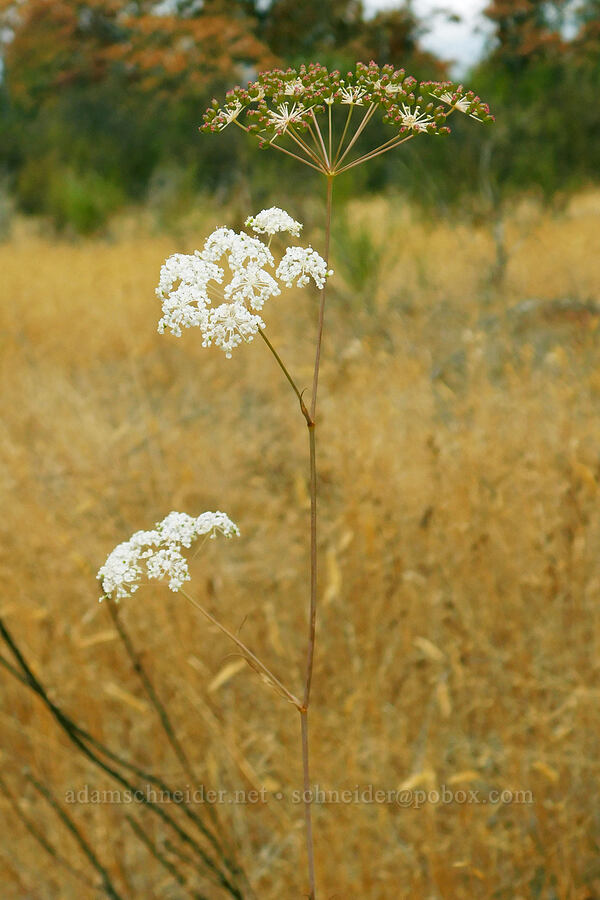 Gairdner's yampah (Perideridia gairdneri) [Liberty Hill, St. Helens, Columbia County, Oregon]