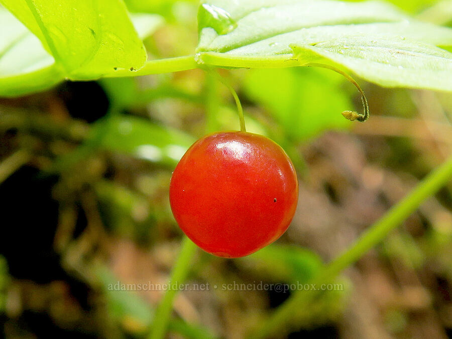 small twisted-stalk berry (Streptopus streptopoides) [Skyline Divide Trail, Mt. Baker-Snoqualmie National Forest, Whatcom County, Washington]