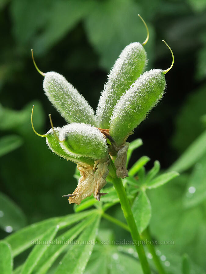 lupine seed pods (Lupinus latifolius) [Skyline Divide Trail, Mt. Baker Wilderness, Whatcom County, Washington]
