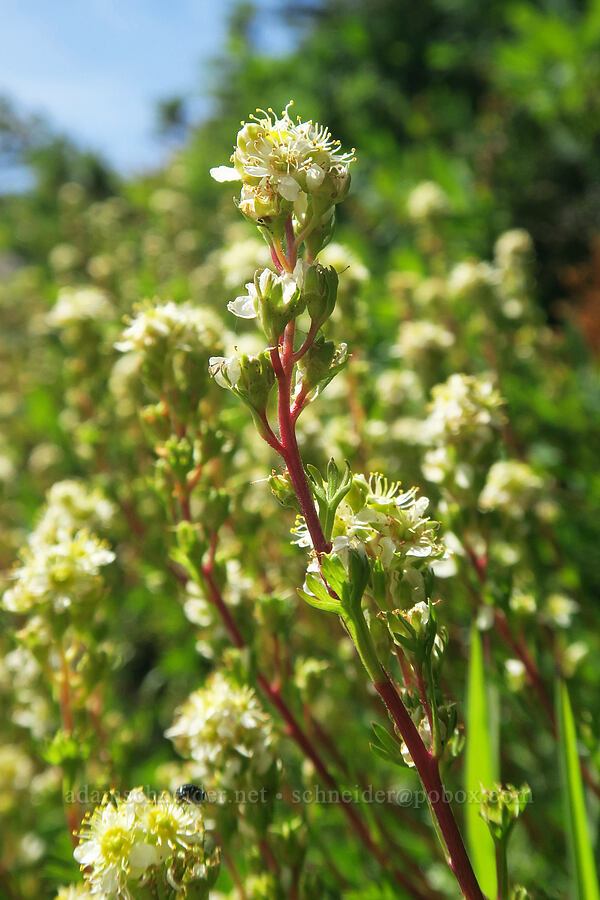 partridgefoot (Luetkea pectinata) [Skyline Divide Trail, Mt. Baker Wilderness, Whatcom County, Washington]