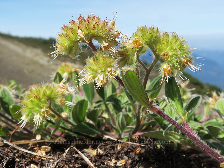 phacelia (Phacelia sp.) [Skyline Divide Trail, Mt. Baker Wilderness, Whatcom County, Washington]