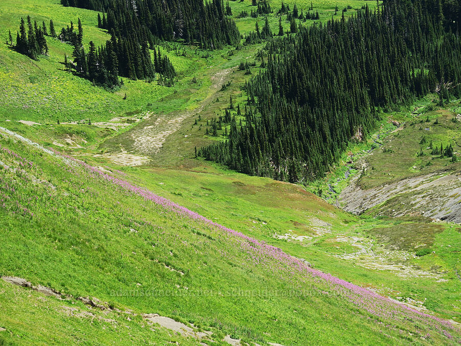 fireweed below (Chamerion angustifolium (Chamaenerion angustifolium) (Epilobium angustifolium)) [Skyline Divide Trail, Mt. Baker Wilderness, Whatcom County, Washington]