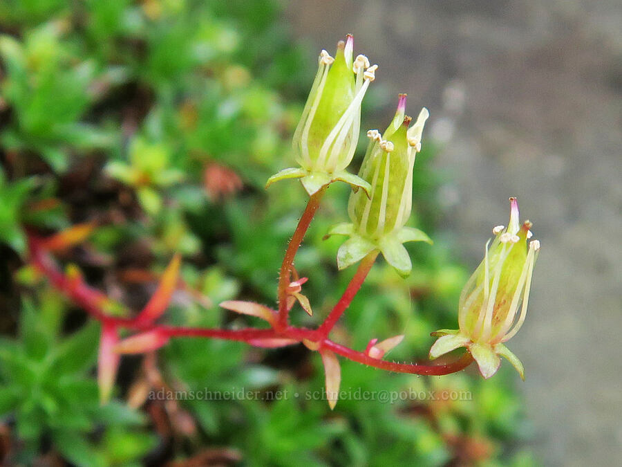 spotted saxifrage, going to seed (Saxifraga bronchialis ssp. austromontana (Saxifraga austromontana)) [Skyline Divide Trail, Mt. Baker Wilderness, Whatcom County, Washington]